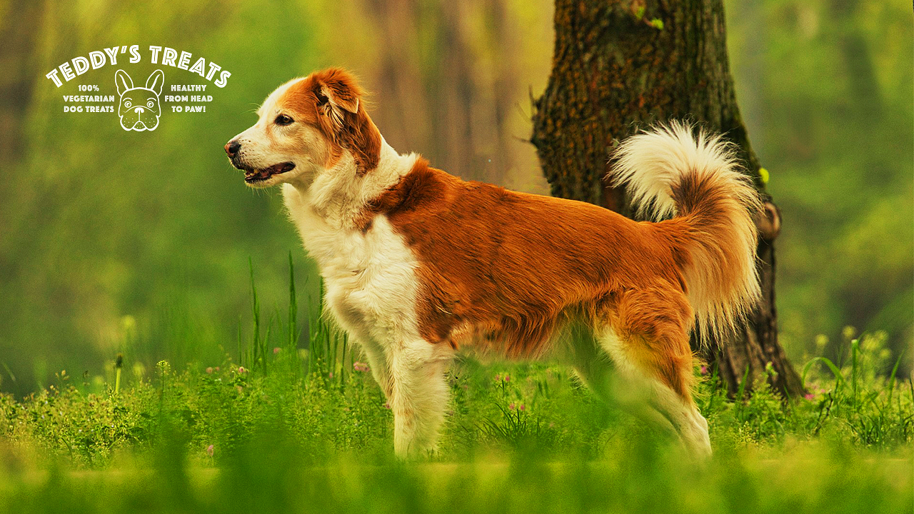 Smart and eager dog patiently awaits his well-deserved treats after impressing everyone with a delightful trick. Witness the joy and satisfaction of a well-trained companion, ready to indulge in delicious rewards for his remarkable achievements