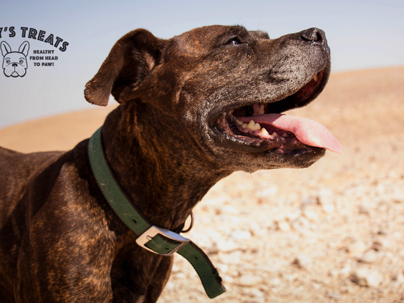 An energetic dog enjoys a playful run on the sandy terrain, frolicking with their joyful owner. Witness the unbridled joy and companionship shared between them in this captivating image