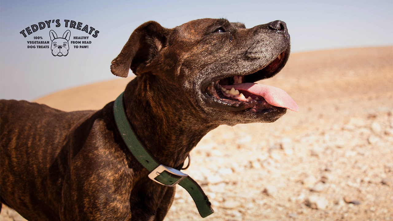 An energetic dog enjoys a playful run on the sandy terrain, frolicking with their joyful owner. Witness the unbridled joy and companionship shared between them in this captivating image